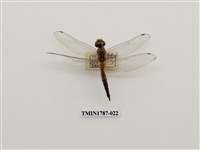 藏品(南非昆蟲)的圖片